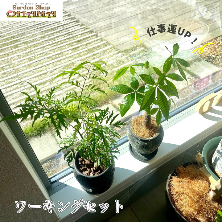 楽天市場】＜今だけ限定！！＞仕事がはかどる！？オフィスにぴったり  