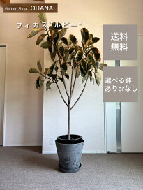 imgrc0100014770.jpg?fitin=272:272