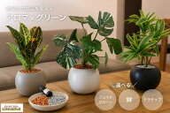 アロマオイル1本プレゼント！　アロマグリーン　半永久的新感覚リラックスアイテム　選べる植物×鉢色×…