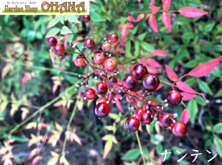 楽天市場 送料無料 ナンテン 樹高約1 0m 南天 常緑 常緑樹 低木 縁起木 赤実 紅葉 植木 庭木 Garden Shop Ohana 楽天市場 送料無料 ナンテン 樹高約1 0m 南天 常緑 常緑樹 低木 縁起木 赤実 紅葉 植木 庭木 Garden Shop Ohana