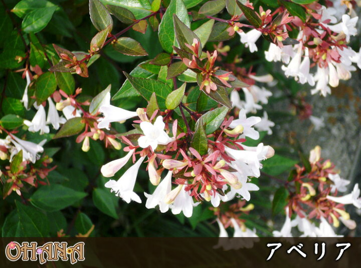 楽天市場 ポップブッシュセット1 ポップブッシュプルプレア ドドナエア 樹高約1 5ｍ ニューサイラン銅葉 15cmポット アベリア 15cmポット アガパンサス 15cmポット ヒューケラ銅葉 10 5cmポット フッキソウ 9cmポット 庭木 植栽セット Garden Shop Ohana