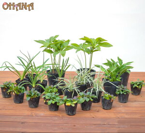 M{EVZbg@@@M{EV / zX^(15cm|bg) AKpTX(10.5cm|bg) NX}X[Y(10.5cm|bg) mVErb^[^X(12cm|bg) AWK(9cm|bg) ؁EA̓Zbg