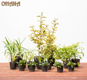 O~MgGbWZbg@@O~MgGbW(15cm|bg) AKpTX(15cm|bg) I^tNie(12cm|bg) mJ]E(10.5cm|bg) tCu(10.5cm|bg) AWK(9cm|bg) 
