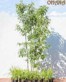 シラカシセット　 シラカシ(樹高約1.5m) ヤブラン(9cmポット) 庭木・植栽セット