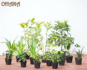 }EZbg@@}E(15cm|bg) ZE(10.5cm|bg) cuL(10.5cm|bg) RNE(10.5cm|bg) VK(9cm|bg) tbL\E(9cm|bg) ؁EA̓Zbg