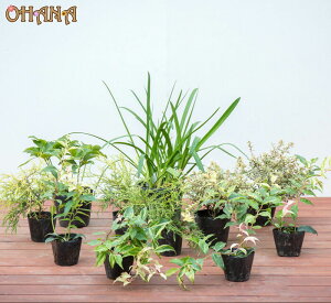 m؃Zbg@@@AKpTX(15cm|bg) NX}X[Y(10.5cm|bg) AxAERtFbeB(15cm|bg) tBtFEI[A(10.5cm|bg) ZCECieEC{