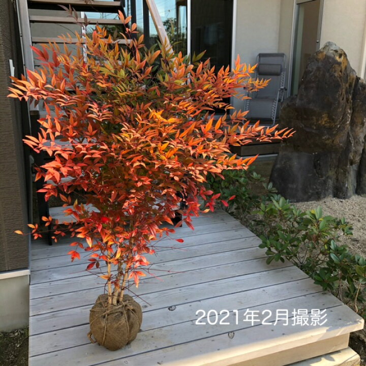 楽天市場】ナンテン 樹高約1.0m 南天 常緑 常緑樹 低木 縁起木 赤実 
