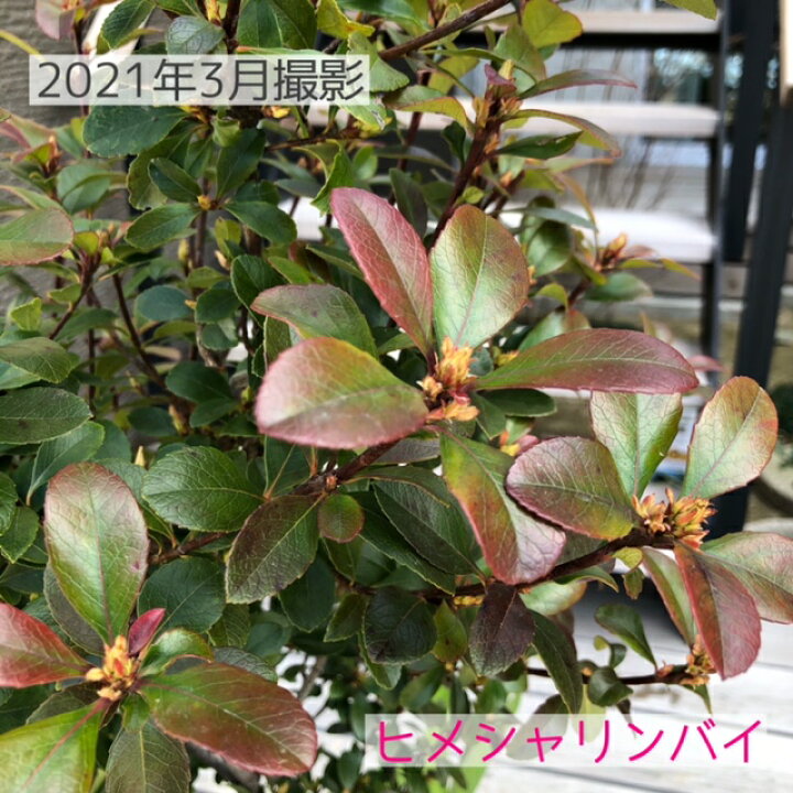 楽天市場 送料無料 ヒメシャリンバイ 樹高約1 ２ｍ シンボルツリー 姫シャリンバイ 常緑樹 常緑中木 生垣 花木 植木 庭木 Garden Shop Ohana