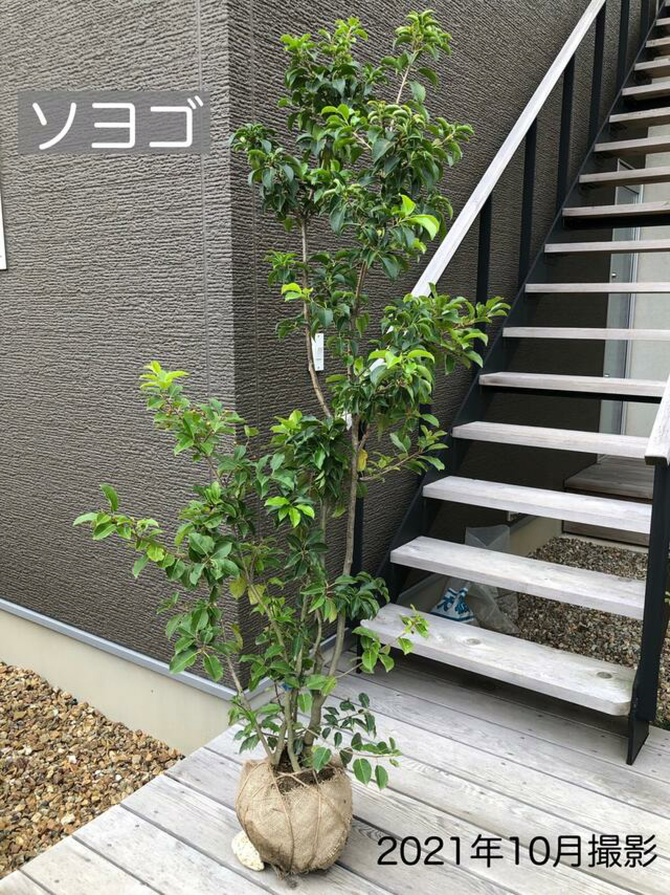 楽天市場 | Garden Shop OHANA - おすすめの庭木 “ ソヨゴ