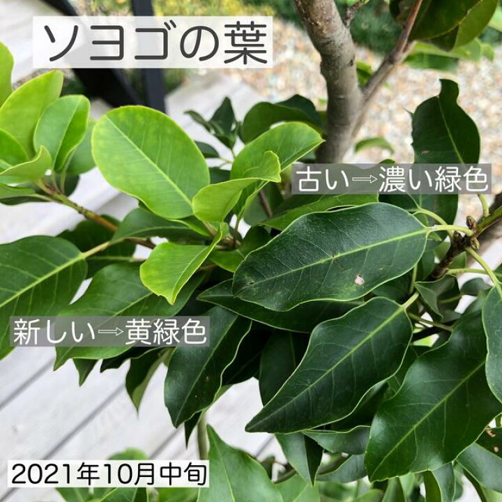 楽天市場 ソヨゴセット1 ソヨゴ 株立ち 樹高約1 5ｍ 雌雄同株 ヒュウガミズキ 樹高約0 4ｍ クリスマスローズ 12cmポット ノシラン ビッタータス 12cmポット ユキノシタ 10 5cmポット アジュガ 9cmポット ヘデラ へリックス 9cmポット 庭木 植栽セット