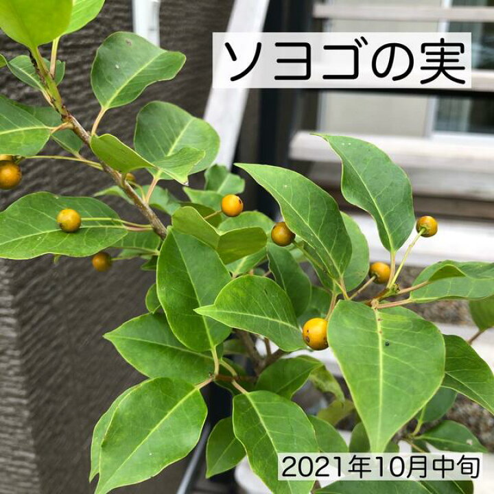楽天市場 送料無料 ソヨゴ 株立ち 樹高約1 5ｍ シンボルツリー 人気 常緑樹 常緑高木 植木 庭木 雌雄同株 Garden Shop Ohana
