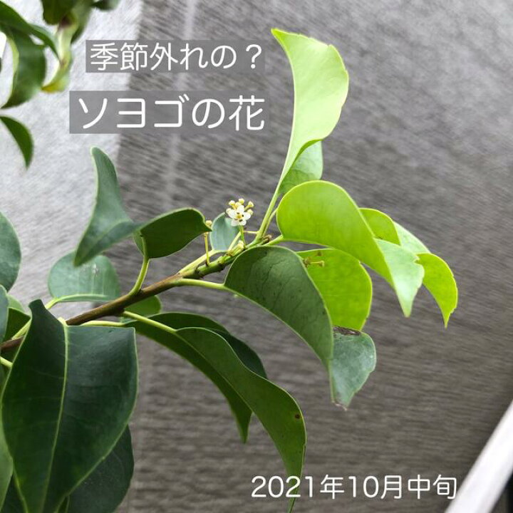 楽天市場 ソヨゴセット3 ソヨゴ 株立ち 樹高約1 5ｍ 雌雄同株 コデマリ 15cmポット 斑入りアオキ 12cmポット フッキソウ 9cmポット フイリヤブラン 10 5cmポット 庭木 植栽セット Garden Shop Ohana