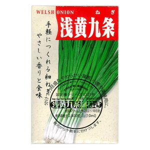 󉩌nsהK 傤Ƃ傤ق˂ Asagikei Kyoto Kujo Negi Bunching Onion / qKoi Allium fistulosum ؂̎ c ̎ ƒ؉ L@͔| K[fjO _ |