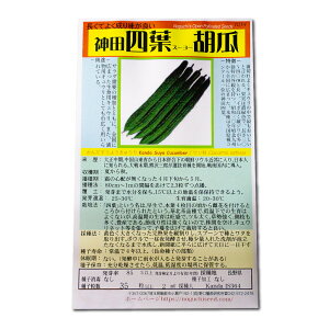 _cltӉZ ̎i 񂾂悤イ Kanda Suyo Long Cucumber / E Cucumis sativus ؂̎ c ̎ ƒ؉ L@͔| K[fjO _ | _ ` ݗ v