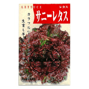 Tj[^X 'Sunny Lettuce' / LN Lactuca sativa ؂̎ c ̎ ƒ؉ L@͔| K[fjO _ | _ ` ݗ v^[ S S |^WF x_|