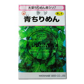 青ちりめんシソ 国内採種品 あおちりめんしそ Green Curly Shiso / シソ科 Perilla frutescens Britton var. crispa 野菜の種 野口種苗 野口の種 家庭菜園 有機栽培 ガーデニング 農業 園芸 無農薬 伝統野菜 在来種 プランター 安心 安全 ポタジェ ベランダ園芸