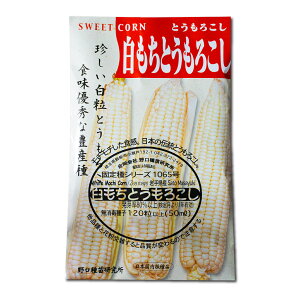 Ƃ낱 ̎i White Mochi Waxy Corn / Cl Zea mays L.var.tunica ؂̎ c ̎ ƒ؉ L@͔| K[fjO _ | _ ` ݗ v^[ S 
