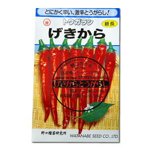 Ƃ炵 Gekikara Chili Pepper / iX Capsicum annuum ̎i ؂̎ c ̎ ƒ؉ L@͔| K[fjO _ | _ ` ݗ v^[ S S 