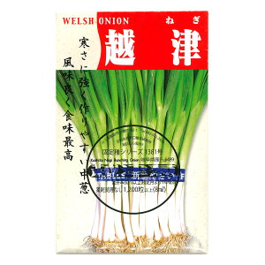 zÔK ̎i Â˂ Koshidzu Negi Bunching Onion / qKoi Allium fistulosum ؂̎ c ̎ ƒ؉ L@͔| K[fjO _ | _ ` ݗ v^[