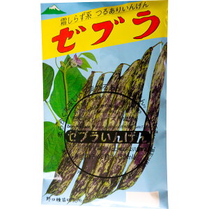 [u񂰂 ̎i 炸n邠肢񂰂 Zebra Pole Bean / } Phaseolus vulgaris ؂̎ c ̎ ƒ؉ L@͔| K[fjO _ | _ ` ݗ 