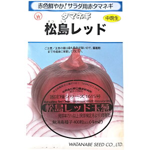 bhiӐjʔK ܂܂ǁiイ΂񂹂j܂˂ Matsushima Red Onion / qKoi Allium cepa ؂̎ c ̎ ƒ؉ L@͔| K[fjO _ | _