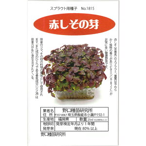 Ԃ̉XvEg ̎i Red Shiso Sprouts / V\ Perilla frutescens var. crispa ؂̎ c ̎ ƒ؉ L@͔| K[fjO _ | _ ` ݗ v^[ 