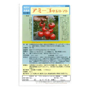 A~[Siʁjg}g Amigo Tomato / iX Solanum lycopersicum 엿͔|q ̎i ؂̎ c ̎ ƒ؉ L@͔| K[fjO _ | _ ` ݗ v