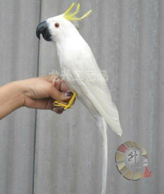 新品 リアルな鳥の人形 キバタン オウム ドール ぬいぐるみ 43cm 鳥 バード 置物 オブジェ かわいい 本物の鳥の羽 白D