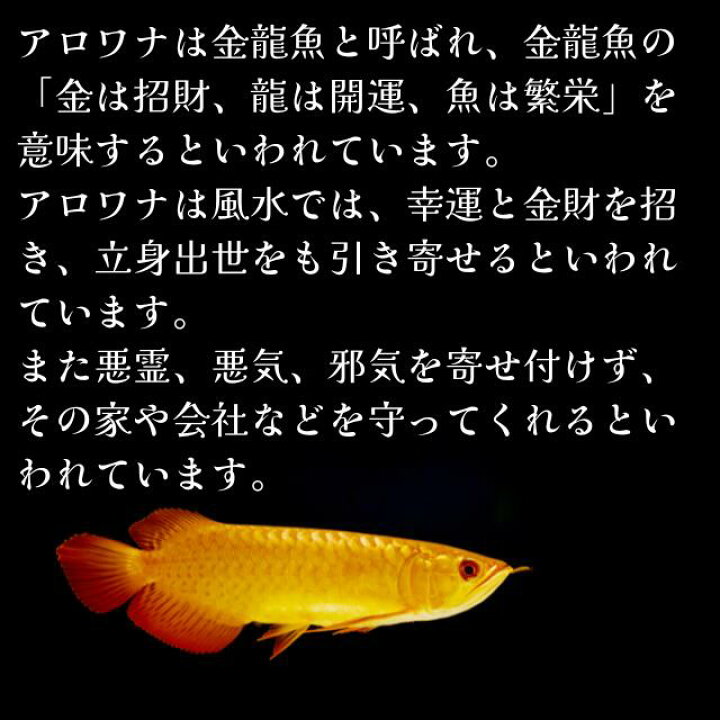 楽天市場】金龍魚 置物 アロワナ 風水 金龍 魚 特大最大長さ約25cm 