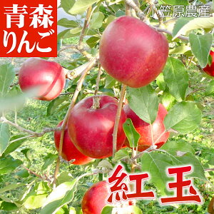  XY g 傭 ƒp 10C(10kg:36`50) X tH[V[Y S ь Abv 񂲃W[X Mtg t[c ʕ X yY  ̔ 