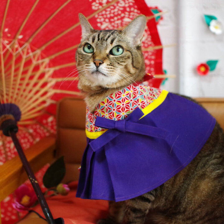 楽天市場】ゴロにゃんオリジナル 猫服 ワンタッチコーデシリーズ 大正 