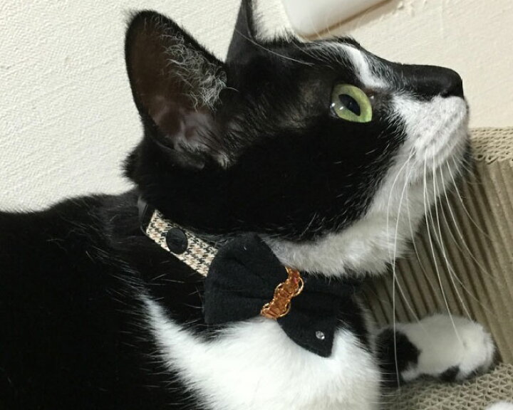 楽天市場】おしゃれリボン猫首輪 一歩先行くリボンコーデシリーズ  