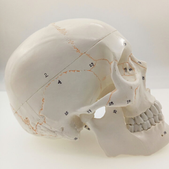 楽天市場 頭蓋骨 シンプル ホワイト 人体模型 日英取扱説明書付 標本 理科室 病院 医務室 実験用 教材 骨格 ガイコツ 骸骨 人骨 ハロウィン お化け屋敷 肝だめし 整体 ヨガ スポーツ マミーショップ