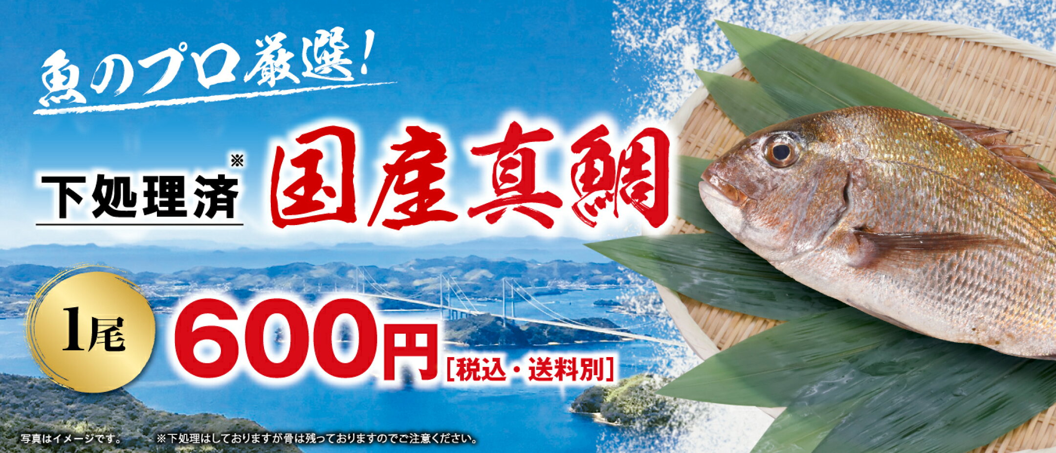 国産真鯛