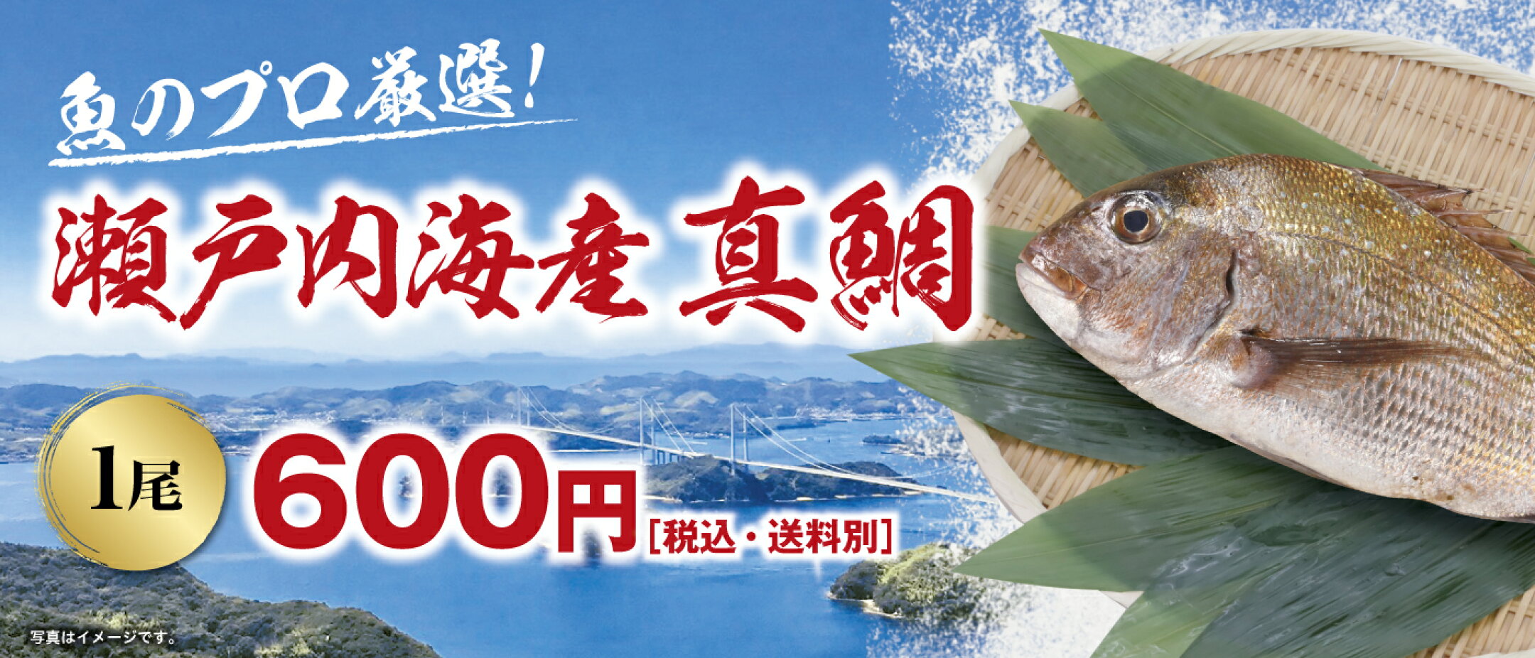瀬戸内海産真鯛