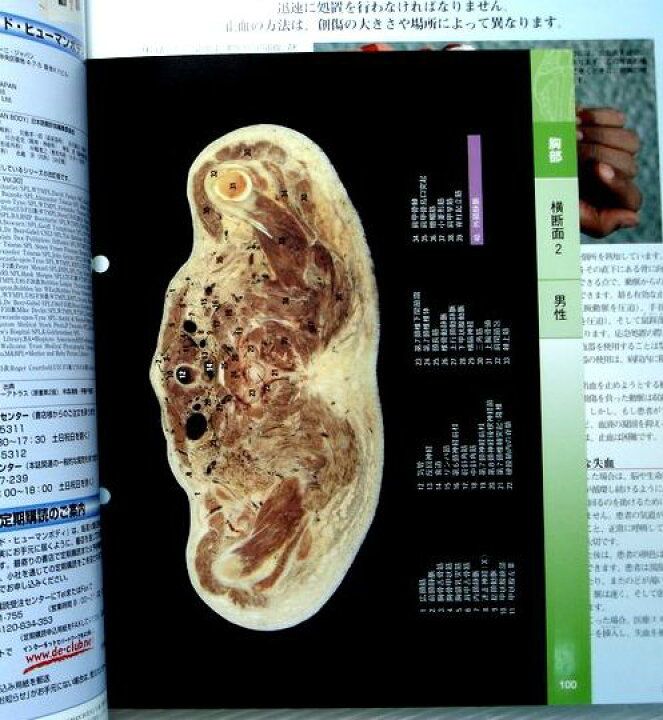 楽天市場】【中古】週刊 インサイド・ヒューマンボディ 2005年9月6日号 