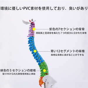 ҐՖ͌^  Ft̏_ȐҒŉUf ܂Ȃ\ l̖͌^ lԐҒŖ͌^  ڍ͌^ Ғ^f ݂艺