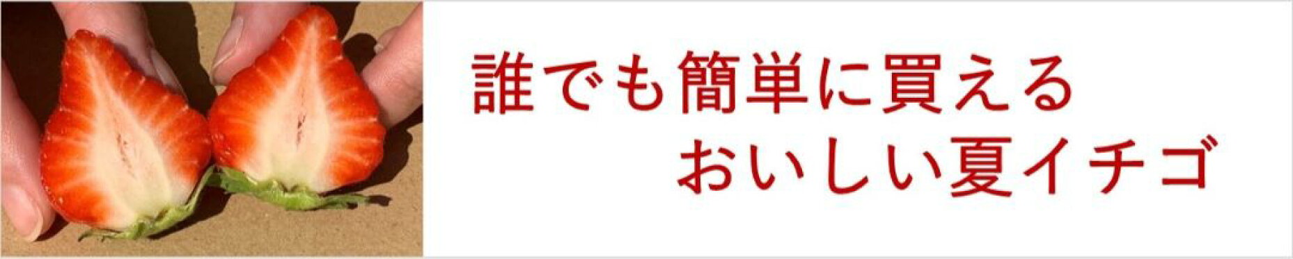 夏イチゴ 夏いちご 夏秋イチゴ 夏秋いちご なつかり 農園直送 送料無料 ケーキ スイーツ デザート フルーツ 国産 秋田県産