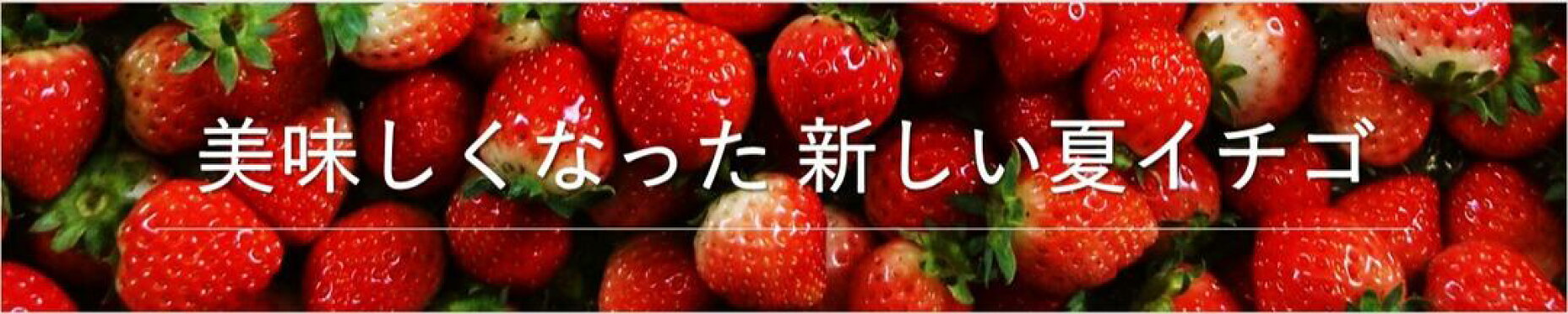 夏イチゴ 夏いちご 夏秋イチゴ 夏秋いちご なつかり 農園直送 送料無料 ケーキ スイーツ デザート フルーツ 国産 秋田県産