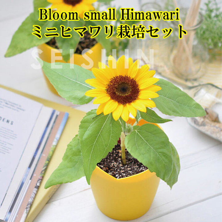 楽天市場 栽培セット Bloom Small Himawari ミニヒマワリ栽培セット 即納 栽培キット 植物 グリーン ハーブ 野菜 ひまわり ヒマワリ 向日葵 かわいい 可愛い インテリア 置物 グッズ 癒しグッズ専門店 なごみ