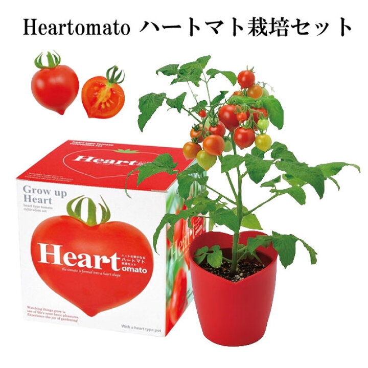 楽天市場 栽培セット Heartomato ハートマト栽培セット 即納 栽培キット トマト ハート 野菜 インテリア 置物 グッズ 癒し グッズ専門店 なごみ