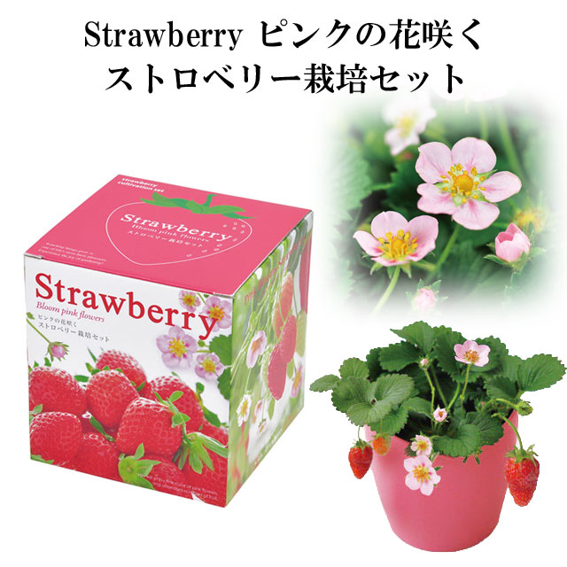 可愛いピンクの花が咲く ストロベリー栽培キット。だれもが大好きな「イチゴ」。 可愛らしいピンクの花を楽しみながら、お部屋で育ててみませんか？ 栽培セット Strawberry ピンクの花咲く ストロベリー 栽培キット   栽培 セット キット イチゴ いちご 苺 果物 フルーツ 野菜 インテリア 置物 グッズ