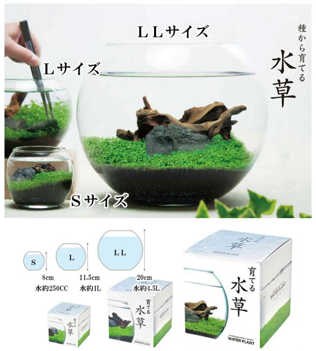 楽天市場 栽培キット 育てる水草 L 即納 栽培セット 水草 種 流木 植物 かわいい おしゃれ ギフト グリーン インテリア 置物 グッズ 癒しグッズ専門店 なごみ