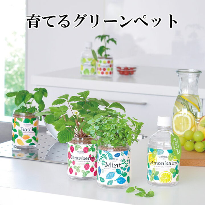 楽天市場 栽培キット ミント ハーブ バジル ミニ トマト レタス 野菜 レモンバーム ワイルドストロベリー レタス 観葉植物 グリーン 植物 インテリア おしゃれ 栽培 室内 栽培セット 家庭菜園 一人暮らし ギフト プレゼント 小さい 苗 鉢 種 土 かわいい 小物 育てる