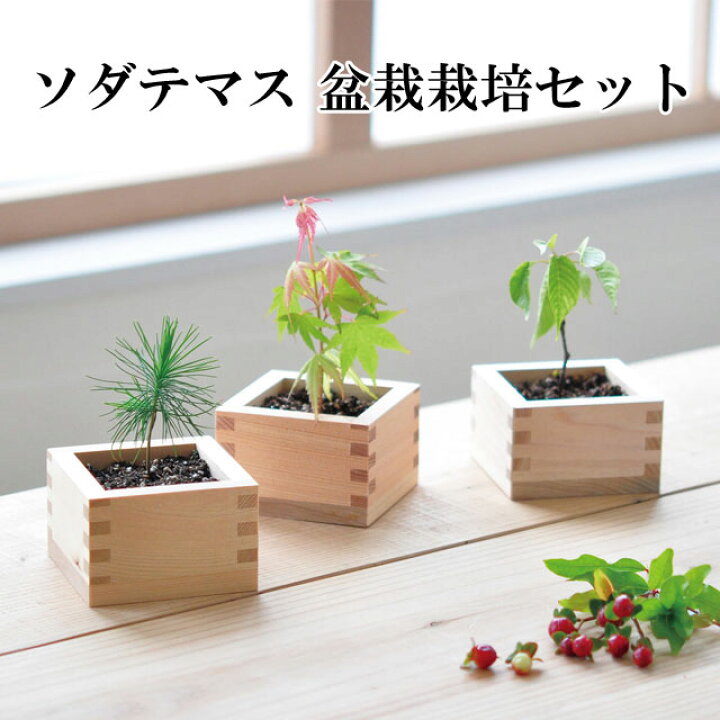 楽天市場 栽培キット ソダテマス 盆栽 栽培セット 即納 盆栽 キット ミニ 鉢 黒松 くろまつ 桜 さくら 紅葉 もみじ 植物 グリーン インテリア 置物 グッズ 癒しグッズ専門店 なごみ