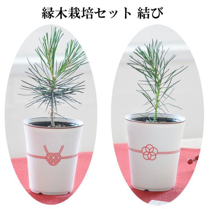 楽天市場 栽培キット 縁木 栽培セット 結び 黒松 赤松 即納 盆栽 栽培 セット キット 松 かわいい おしゃれ ギフト グリーン インテリア 置物 グッズ 癒しグッズ専門店 なごみ