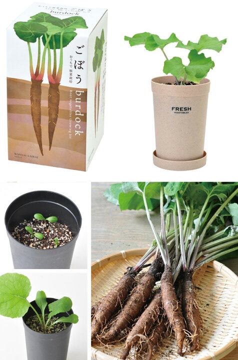ガーデニング 栽培キット おうちで根菜栽培セット ごぼう インテリア 人参 大根 室内 家庭菜園 根菜 育てる 野菜 食育 新品本物 室内