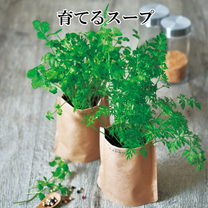 楽天市場 栽培キット 育てるスープ パクチー コリアンダー ミニキャロット 青ネギ ホウレンソウ ミニトマト 即納 栽培セット 種 野菜 人参 ネギ ニンジン ほうれん草 トマト かわいい おしゃれ ギフト グリーン インテリア 置物 癒しグッズ専門店 なごみ