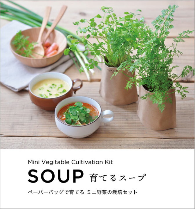 126円 現品限り一斉値下げ! 栽培クラブ ハーブ パクチー コリアンダー 栽培セット ミニタイプ 126円 現品限り一斉値下げ! 栽培クラブ ハーブ パクチー コリアンダー 栽培セット ミニタイプ