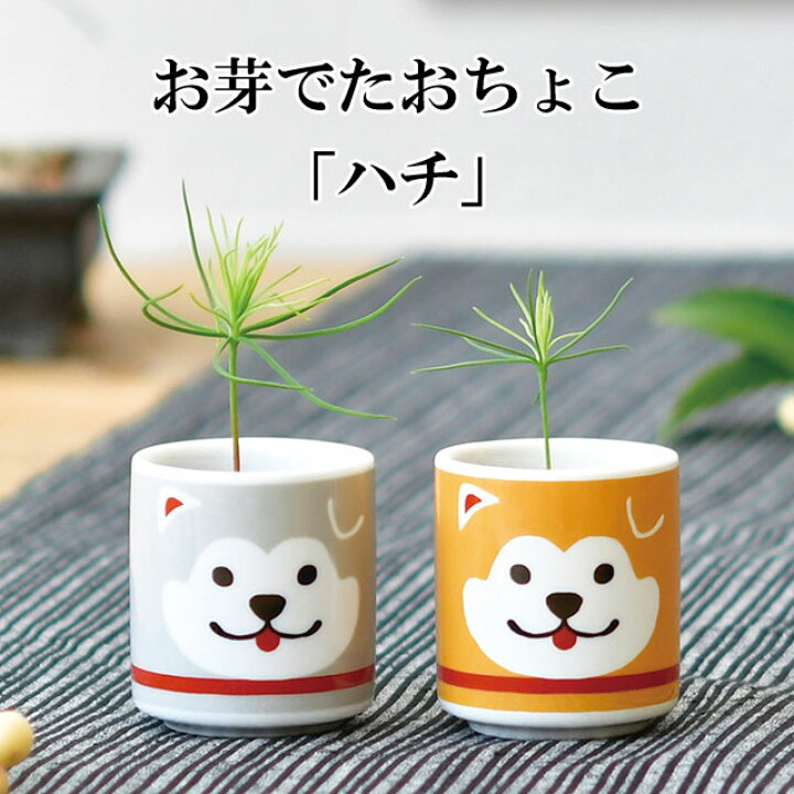楽天市場 栽培キット お芽でたおちょこ ハチ 栽培 セット 白磁 赤松 黒松 松 種 かわいい おしゃれ ギフト グリーン インテリア 置物 グッズ 癒しグッズ専門店 なごみ
